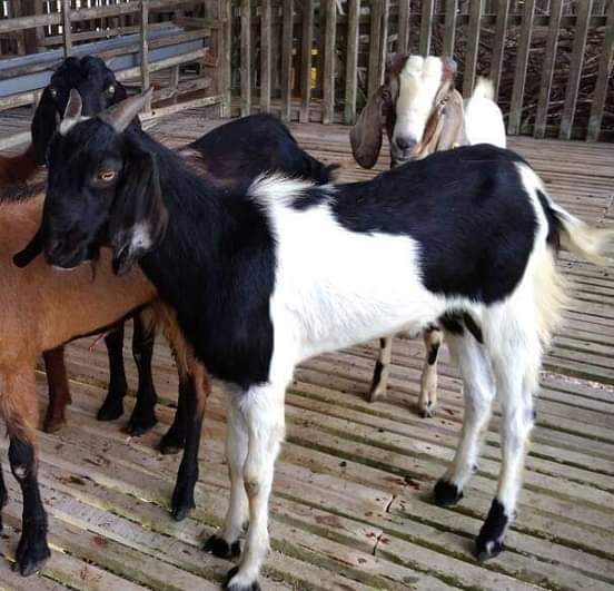 Kambing Lokal Lombok