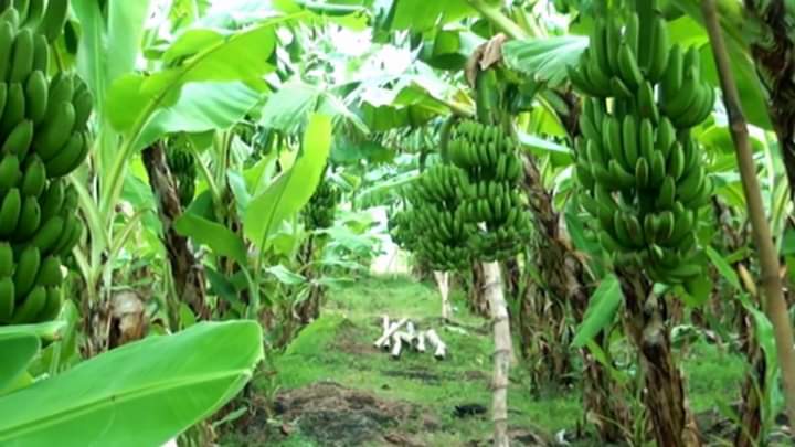 Pisang ambon,barangan,raja