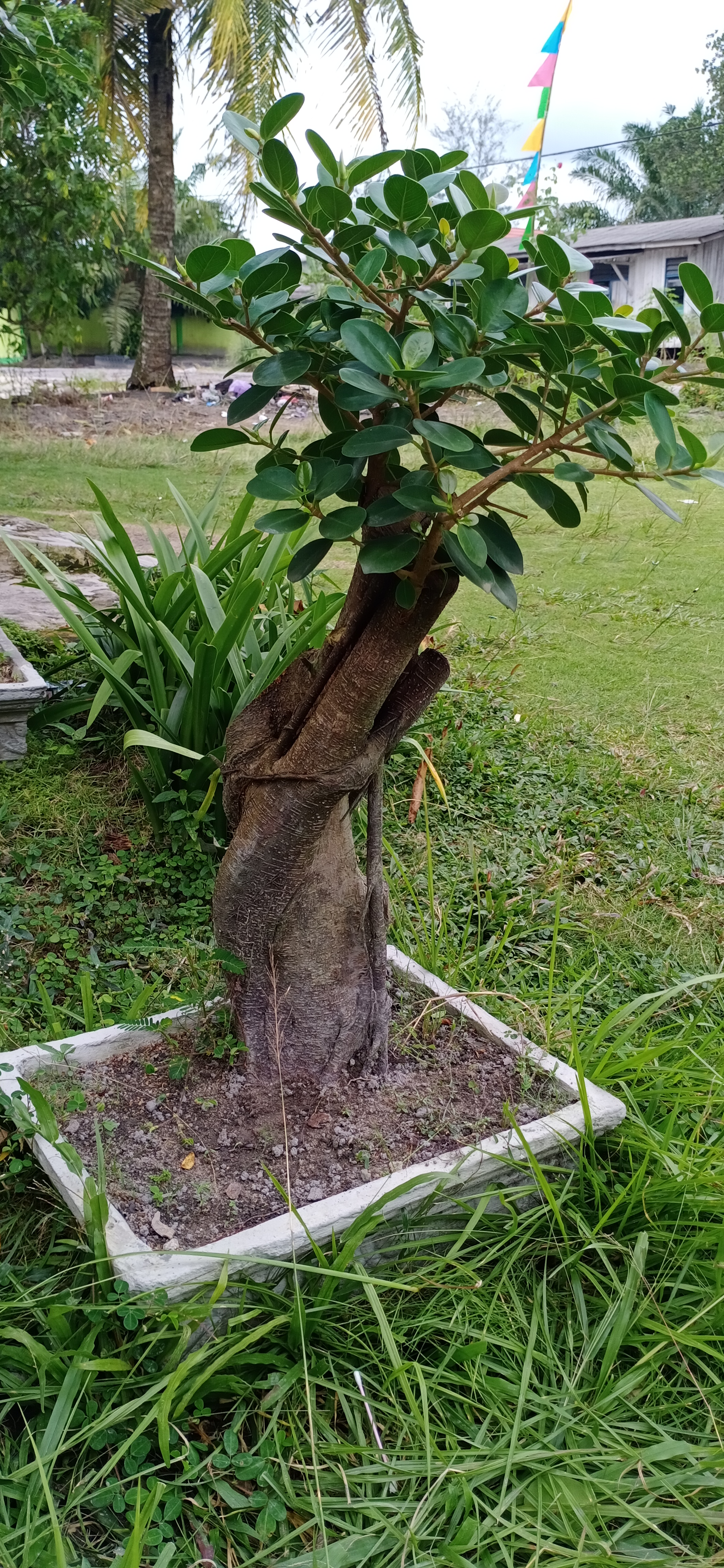 Bonsai bakalan beringin dolar