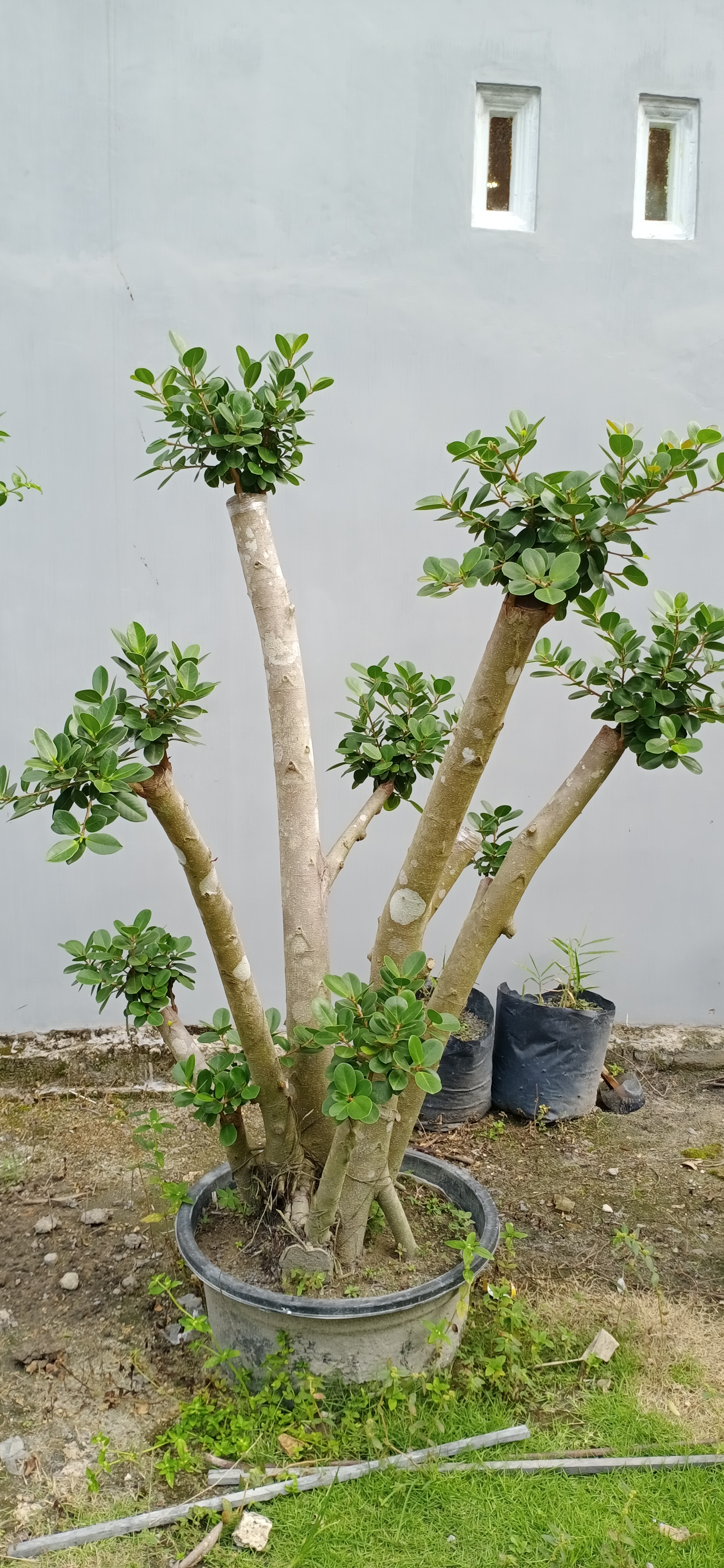 Bonsai bakalan beringin korea